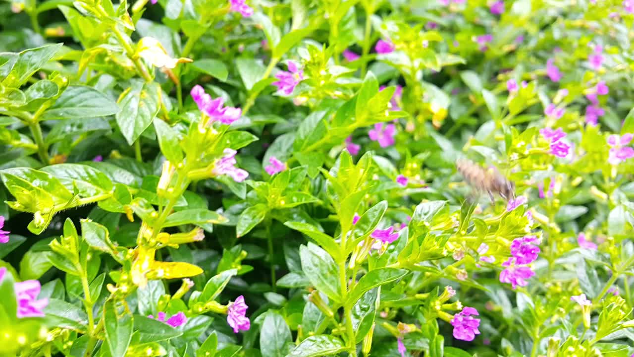 在热带花园中，薰衣草花边花或小蜜蜂的特写视频下载