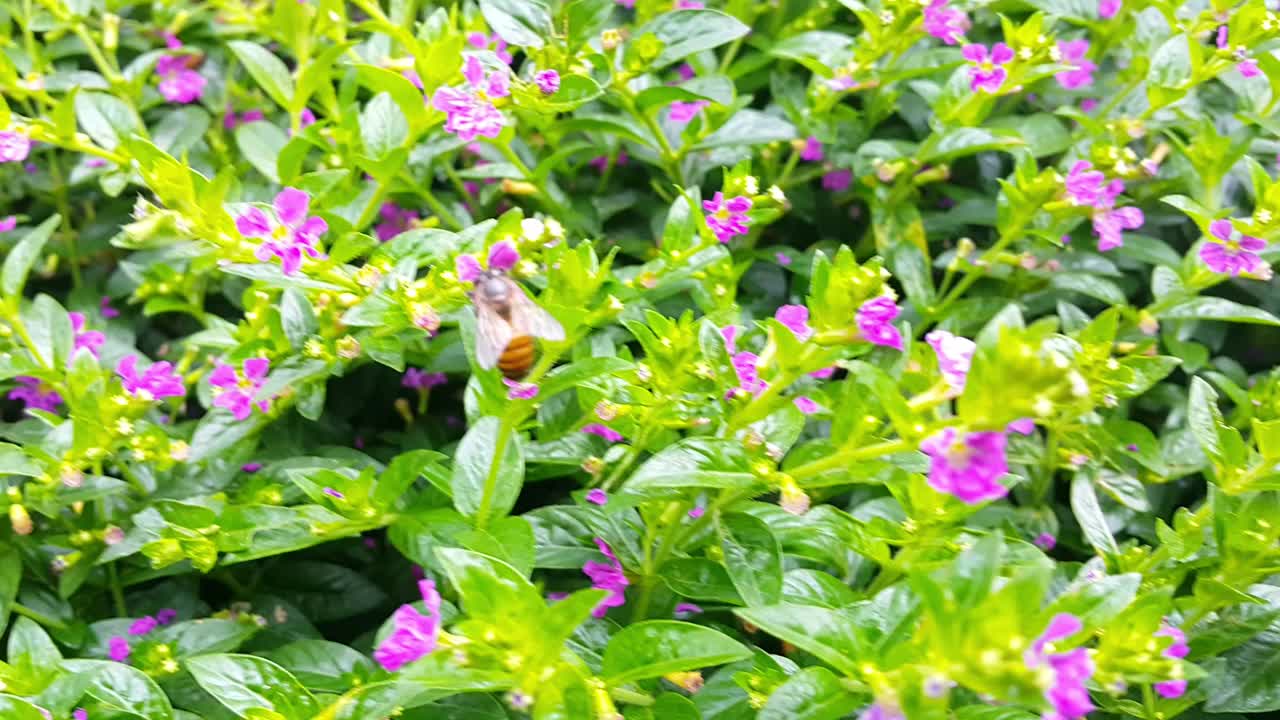 在热带花园中，薰衣草花边花或小蜜蜂的特写视频素材