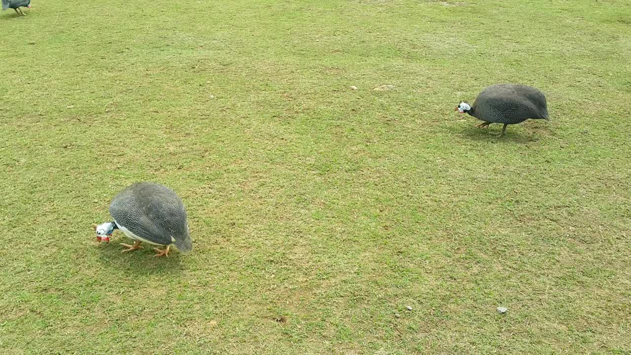 在农场的草地上觅食的珍珠鸡或珍珠鸡视频下载