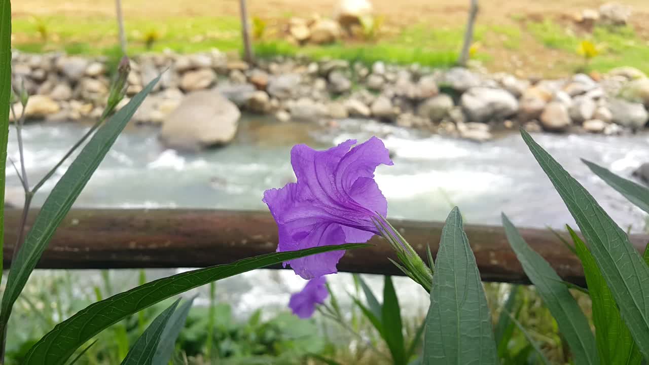 紫色墨西哥矮牵牛花或简单的ruellia与河流和岩石的背景视频下载