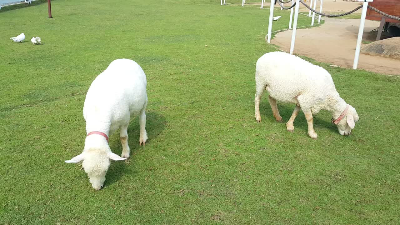 白色美利奴羊在农场的草地上觅食视频素材