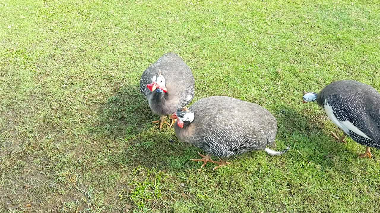 在农场的草地上觅食的珍珠鸡或珍珠鸡视频下载