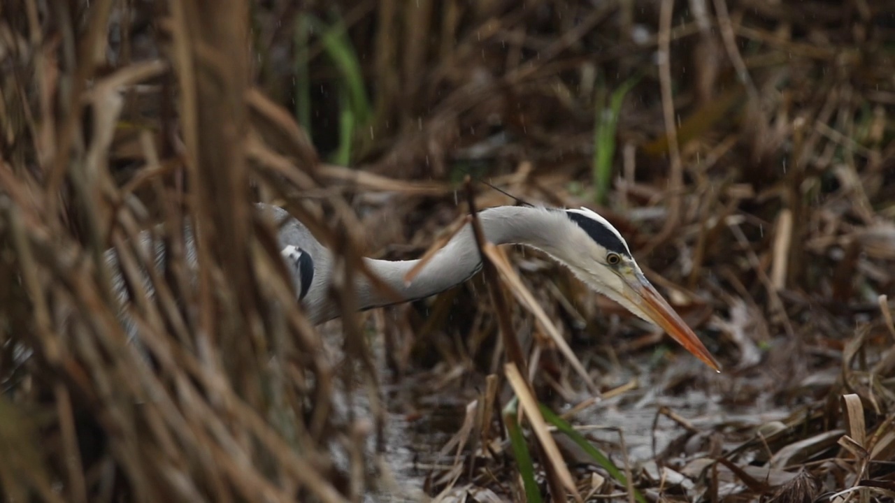 暴雨中，一只苍鹭(Ardea cinerea)在湖边的芦苇中觅食。视频素材