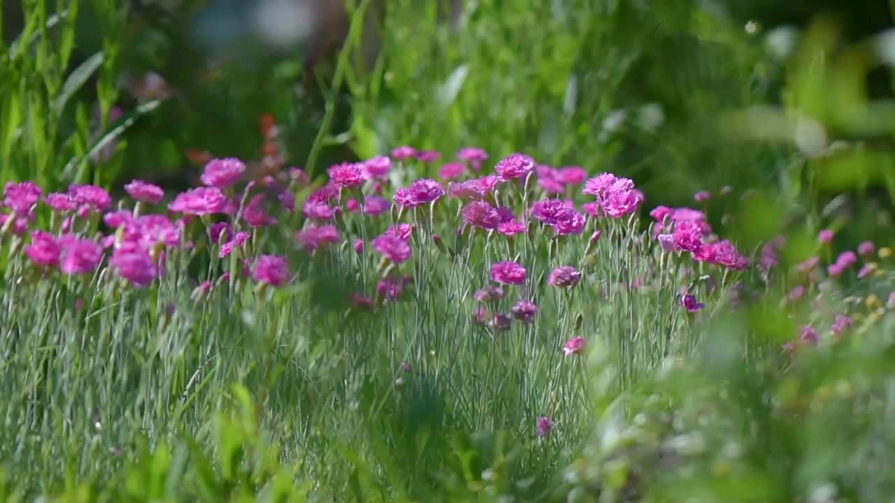 美丽的紫色芬芳的花朵在一个阳光灿烂的日子里盛开在花园里视频素材