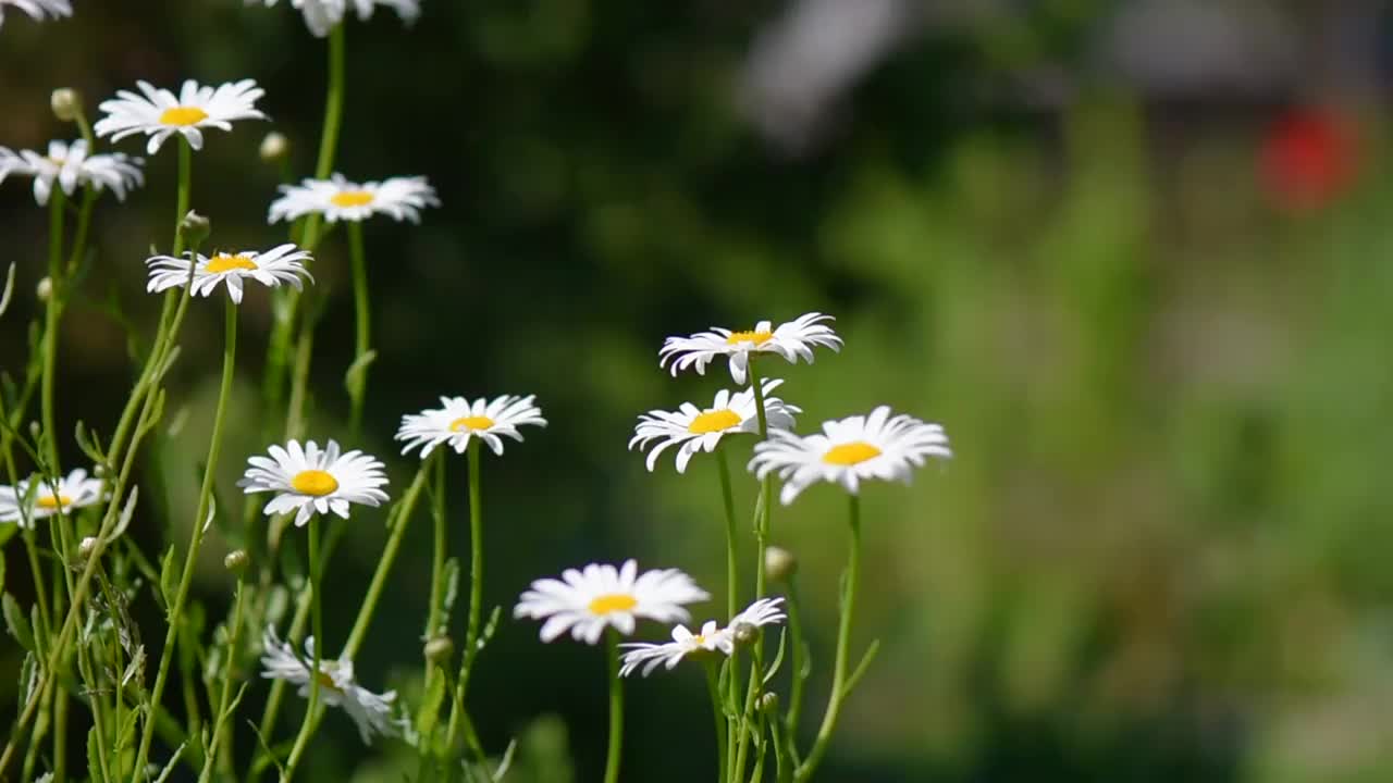 在一个阳光明媚的日子里，花园中美丽的洋甘菊花的特写镜头视频素材