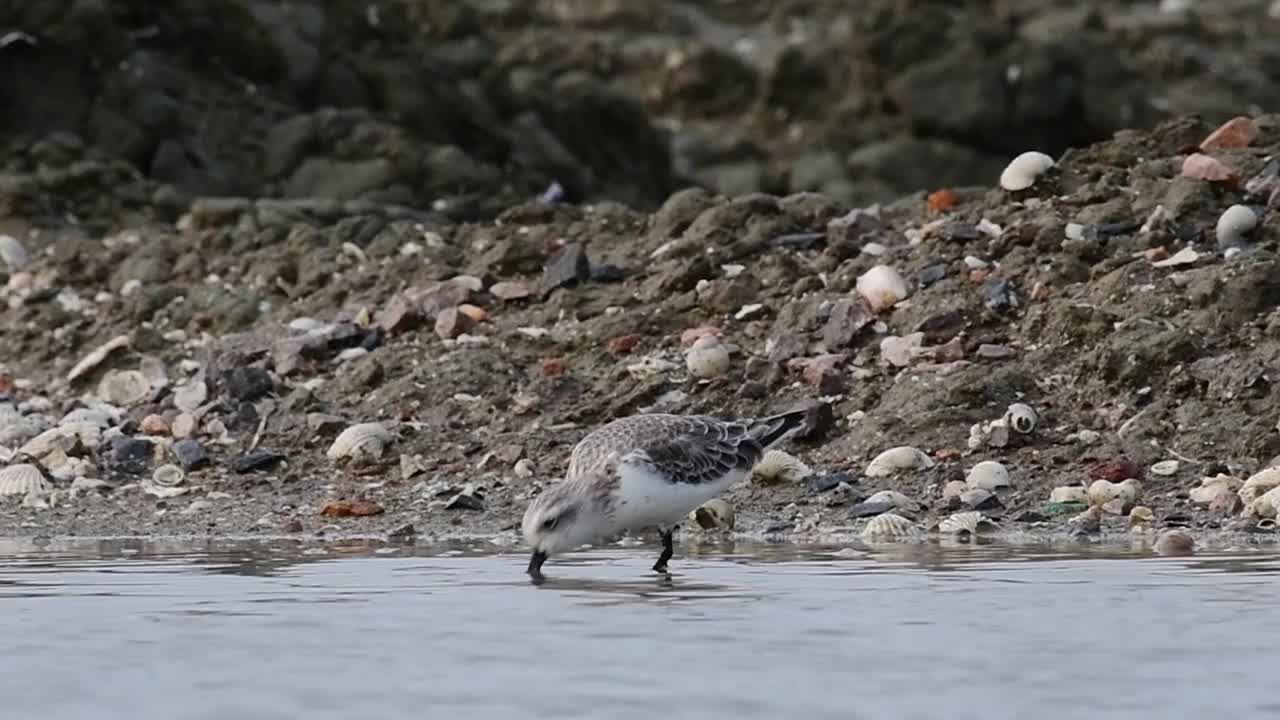 勺嘴鹬，Calidris pygmaea，泰国视频素材