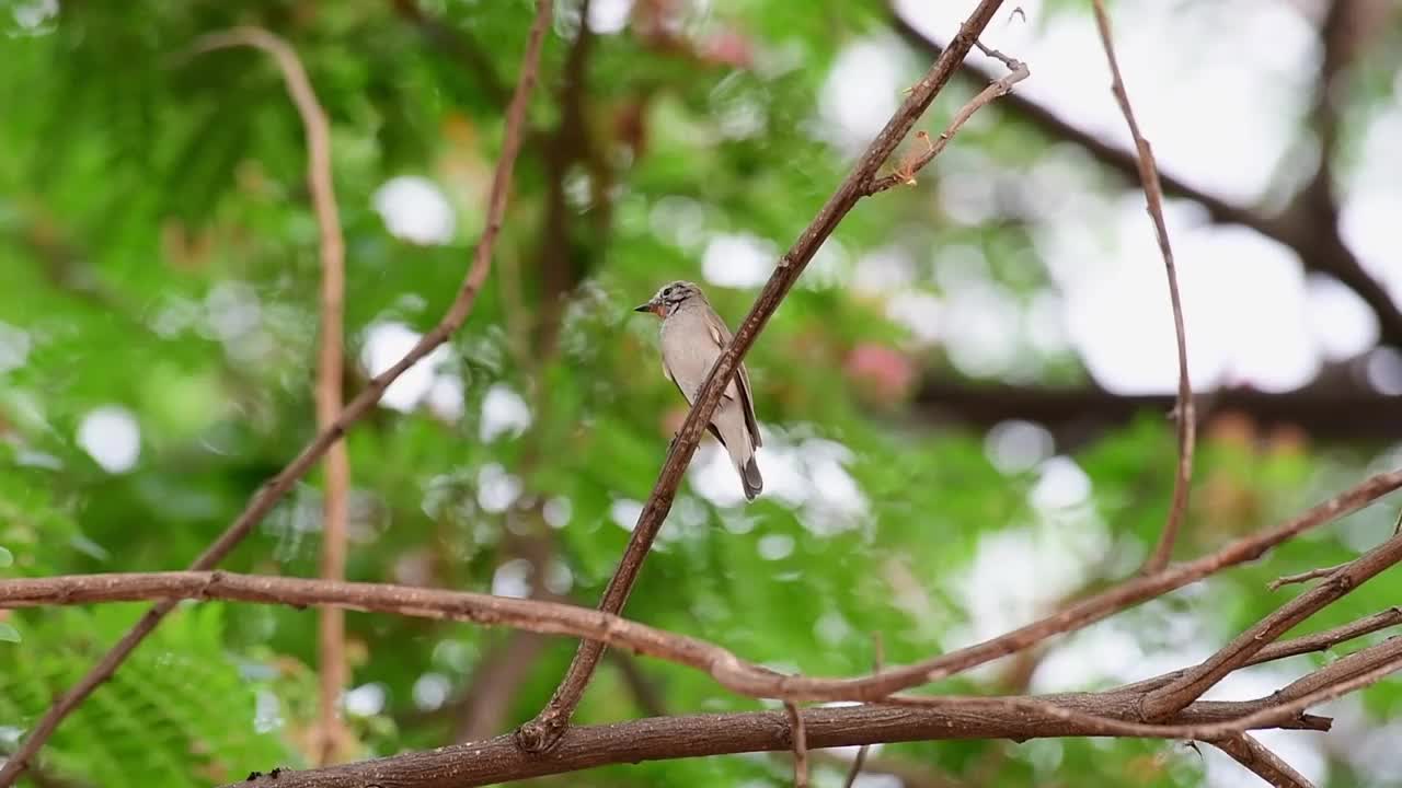 红喉捕蝇虫，白花榕，泰国视频素材