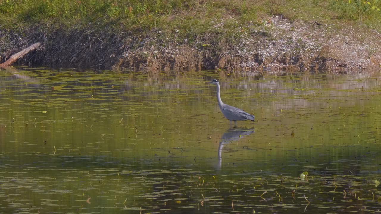 灰鹭飞过水面视频素材