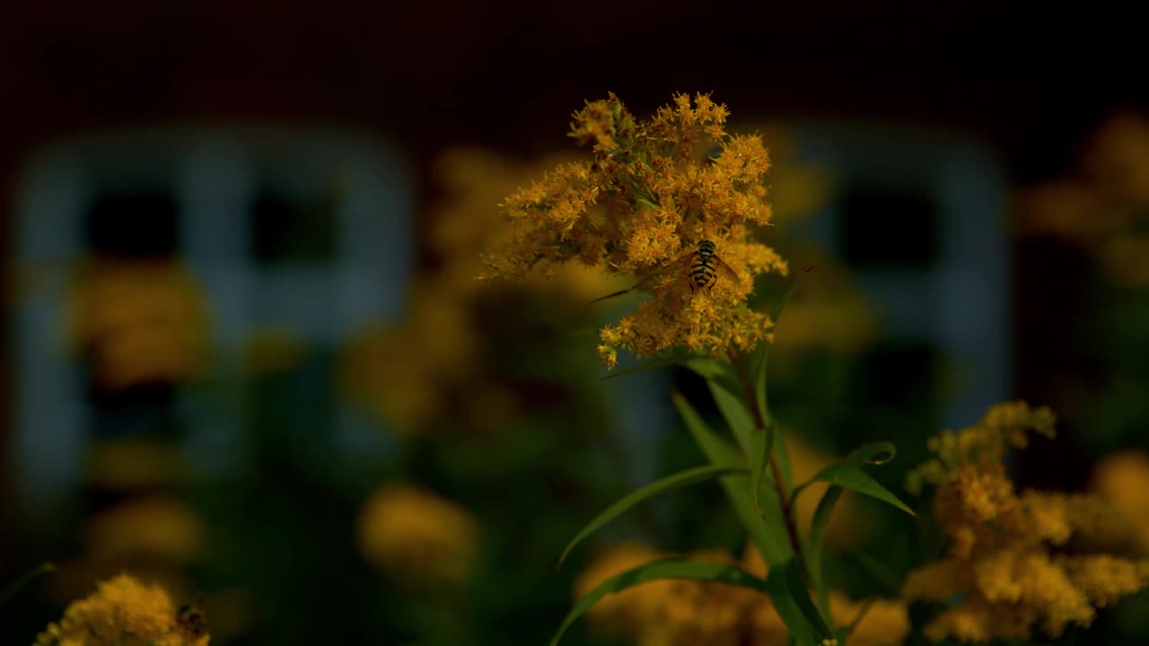 在4K的花园中摇摆的黄花特写视频素材