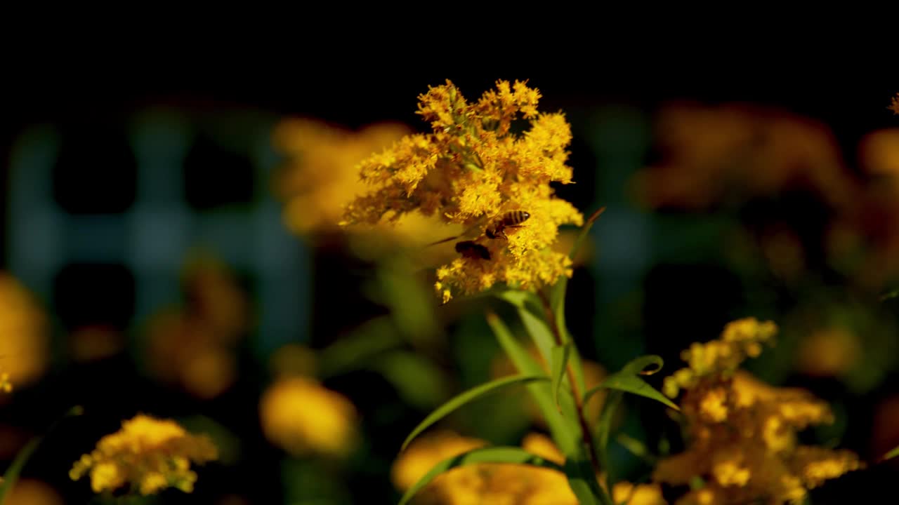 在4K的花园中摇摆的黄花特写视频素材