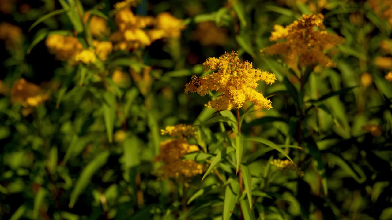 在4K的花园中摇摆的黄花特写视频素材