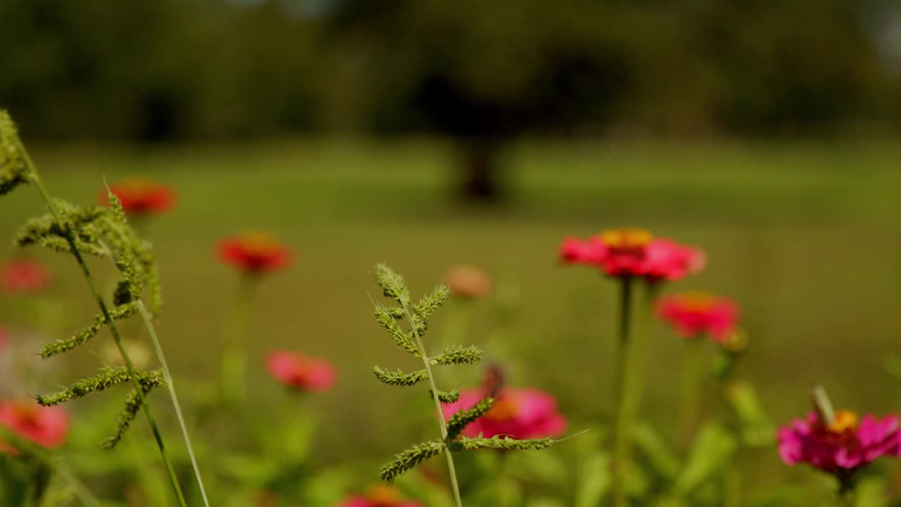 草地上五颜六色的花朵在4K视频素材