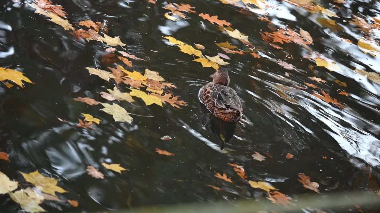 雌绿头鸭漂浮在湖中视频素材