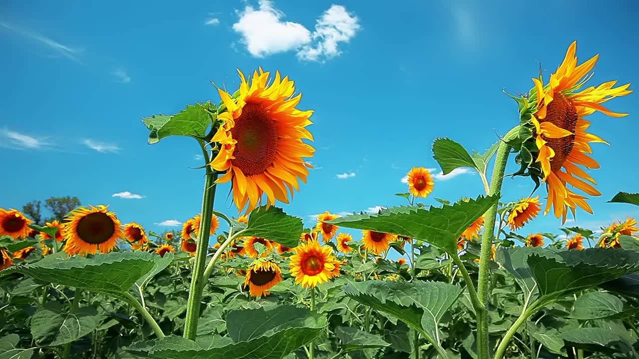 夏日风景——天空背景下的向日葵视频下载