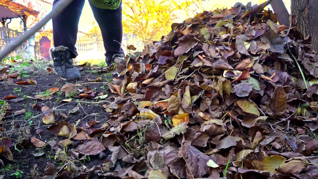 女人把秋天的树叶耙成一堆视频素材