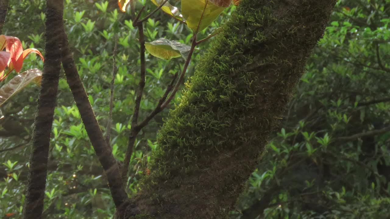 带阳光和喷雾的热带雨林叶植物视频素材