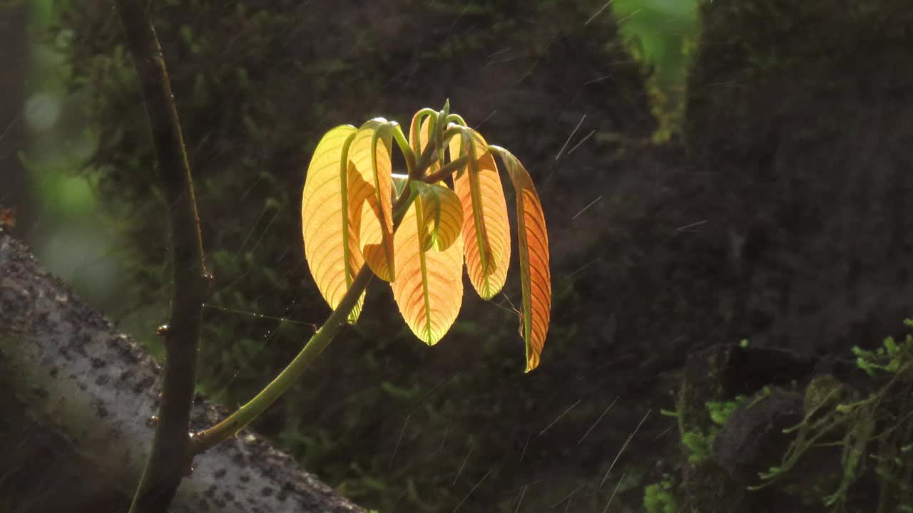 带阳光和喷雾的热带雨林叶植物视频素材