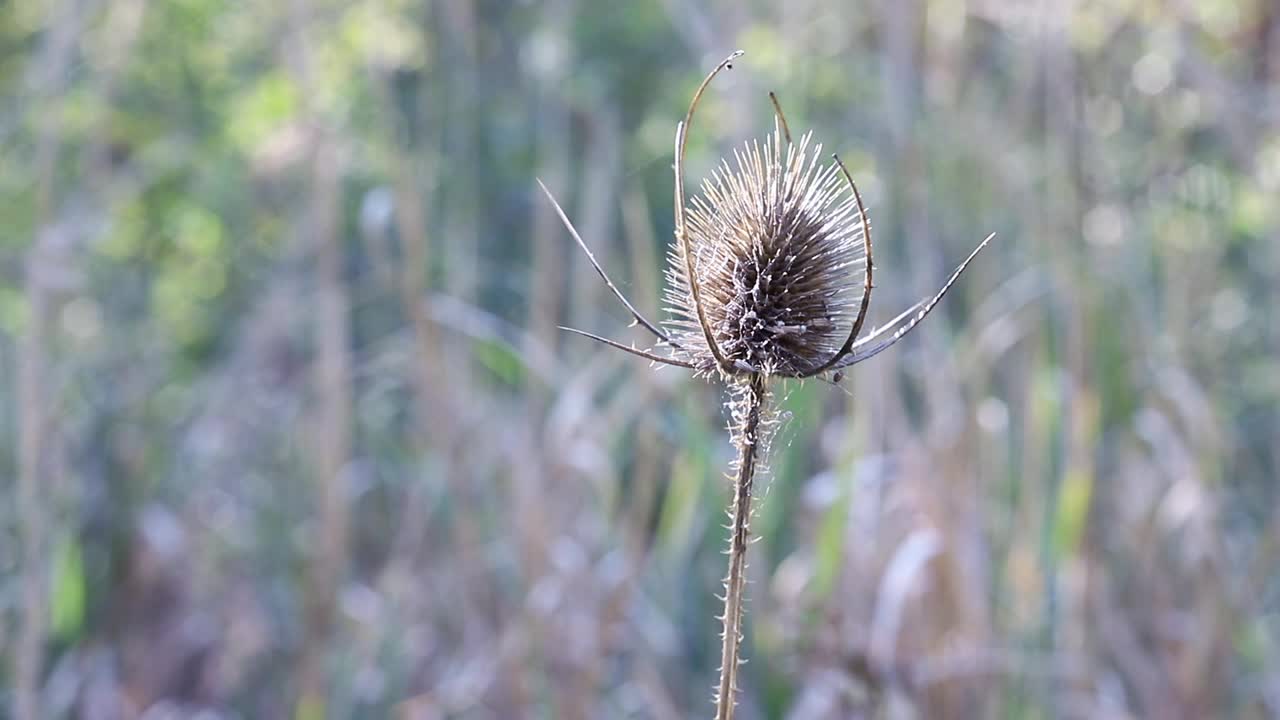 野茶的干花头视频素材