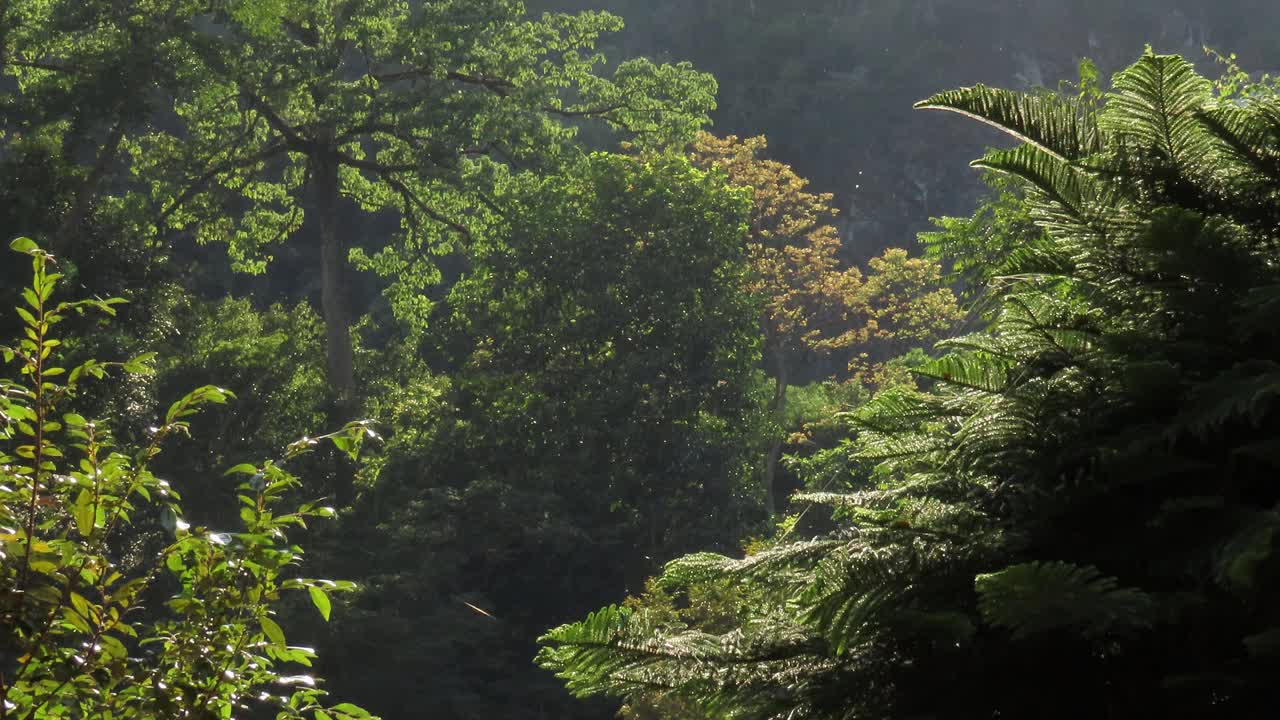 阳光灿烂的森林视频素材