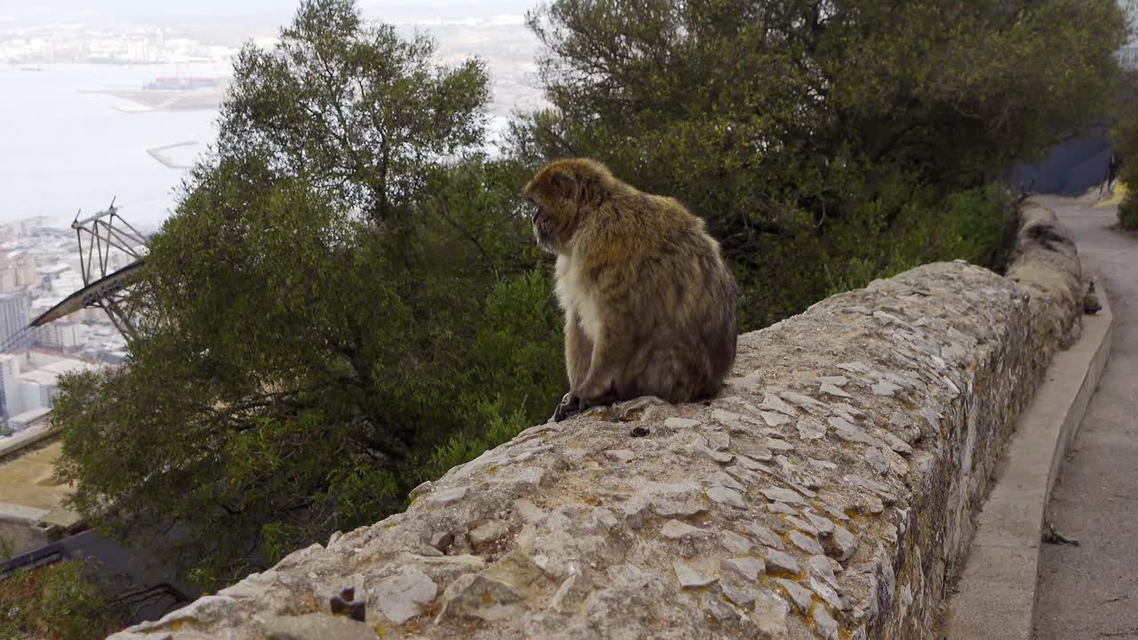 典型的动物猴子直布罗陀在前面的海湾加的斯的背景。视频素材