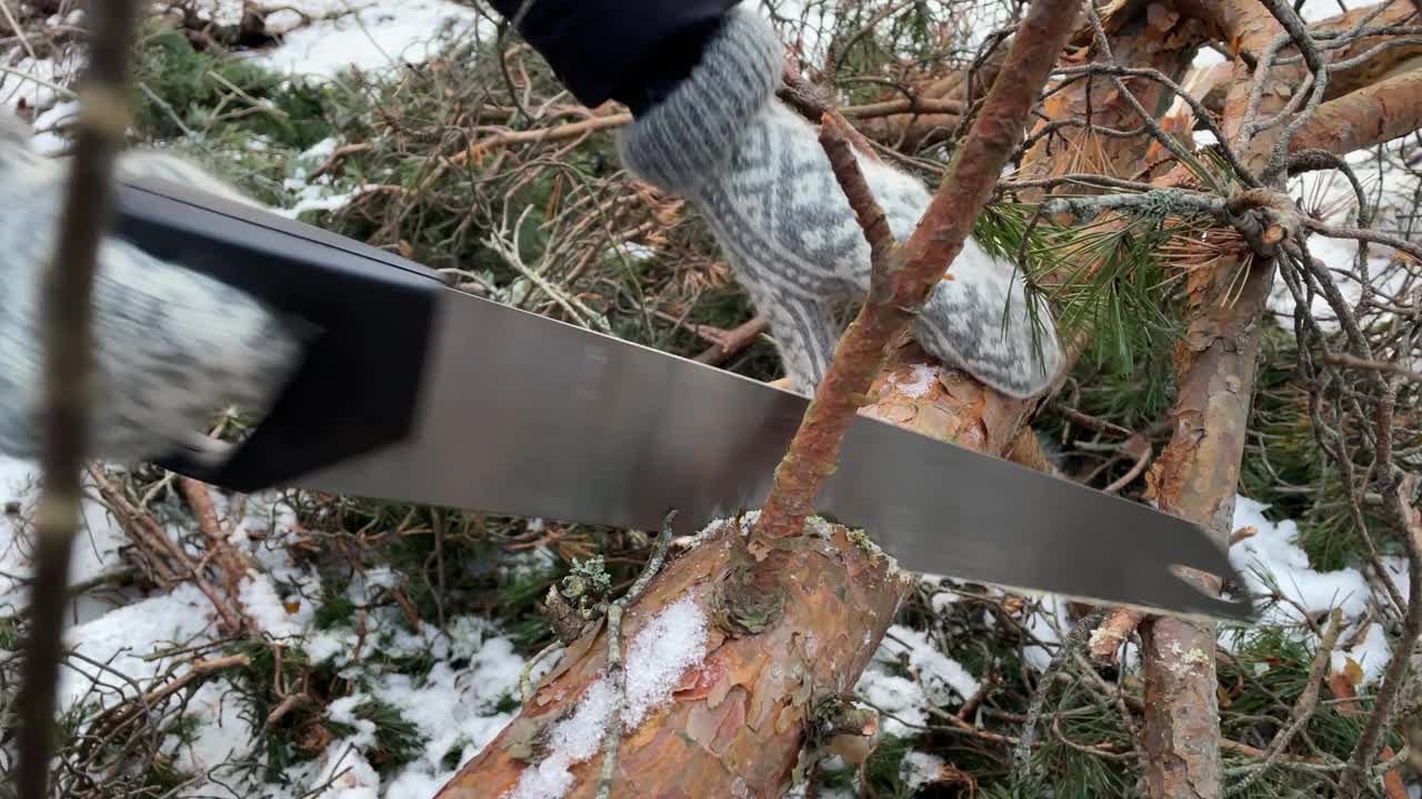 用手锯砍松树视频下载