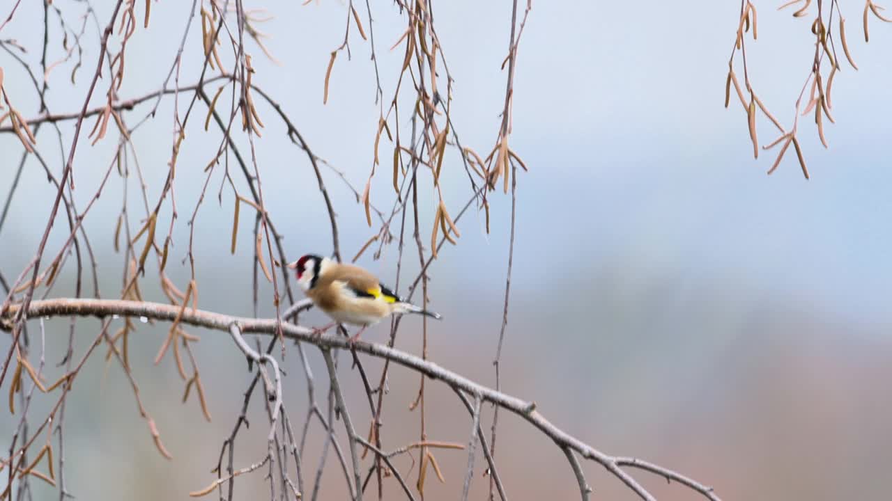 欧洲金翅雀(Carduelis Carduelis)在桦树树枝上跳跃寻找食物。背景中可以看到一片森林。视频素材