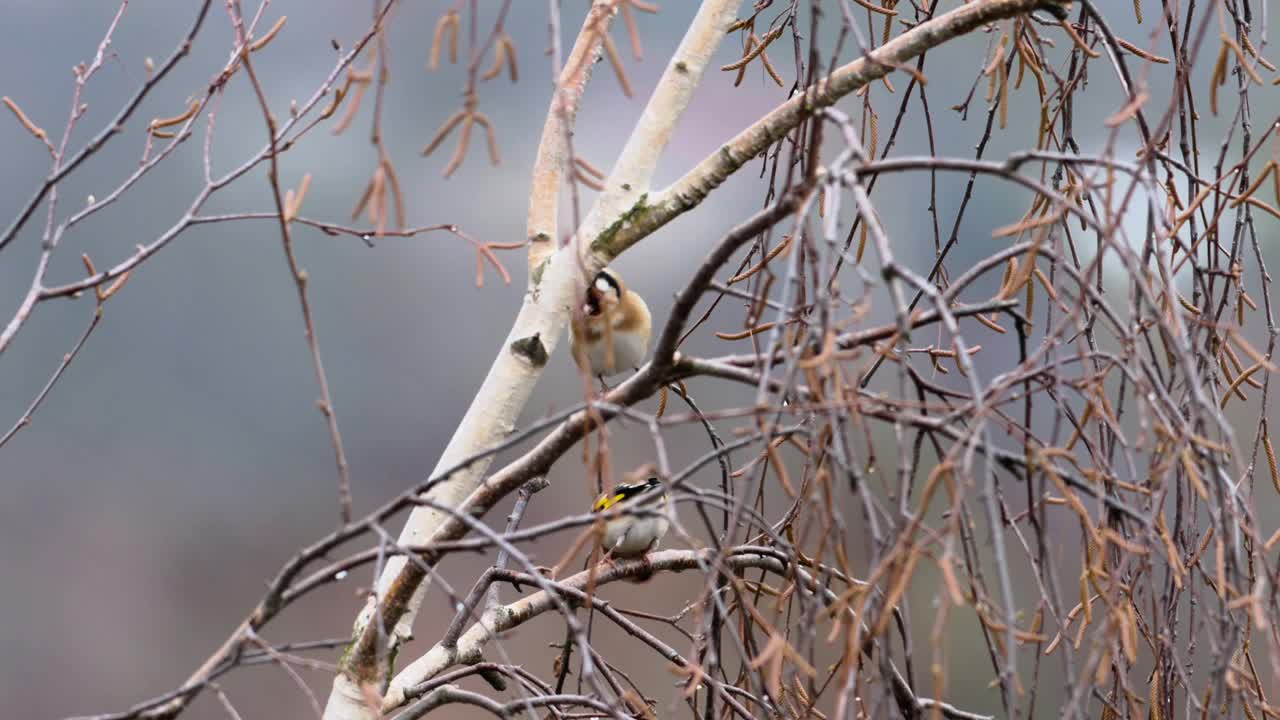 欧洲金翅雀(Carduelis Carduelis)在桦树树枝上跳跃寻找食物。在背景中你可以看到一片森林，一小群鸟。视频素材