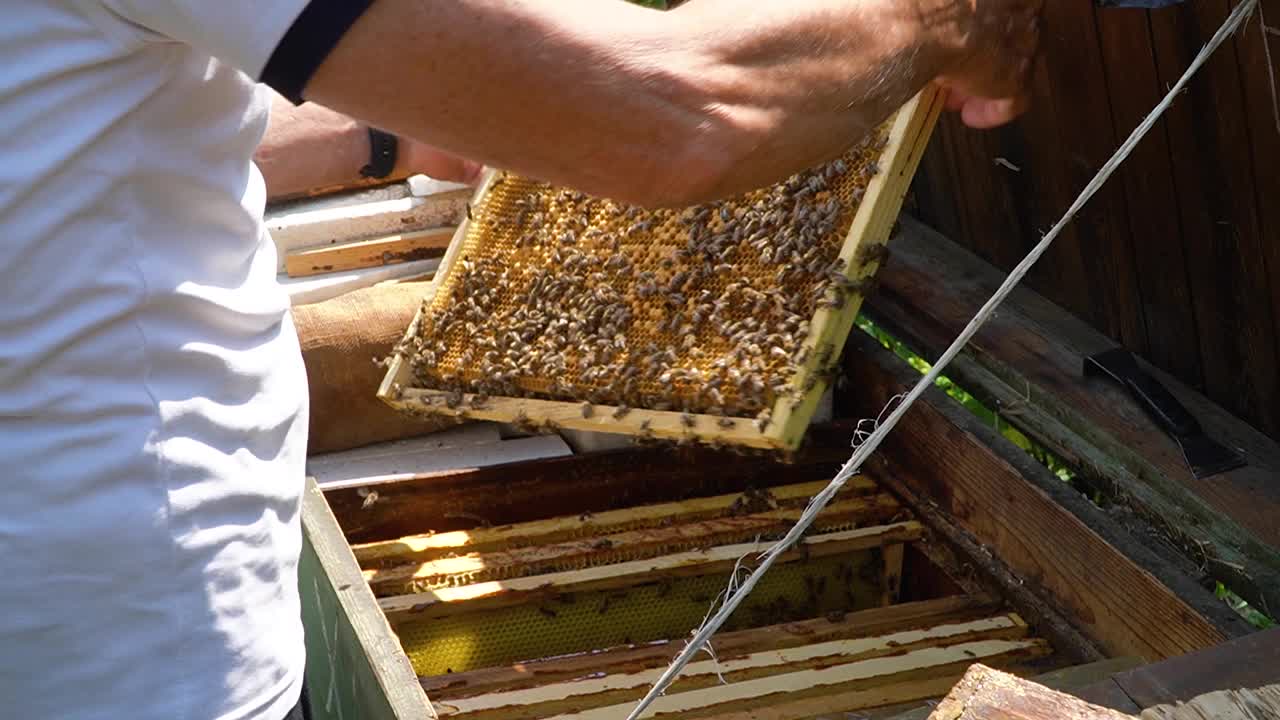 养蜂的概念。蜜蜂飞进蜂巢。蜜蜂在采蜜的框架上。生产天然蜂蜜。视频素材