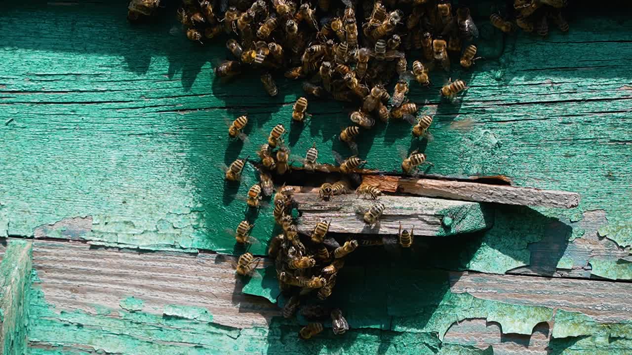 蜂蜜是一种生态产品。蜜蜂飞进飞出蜂巢的慢动作。视频素材