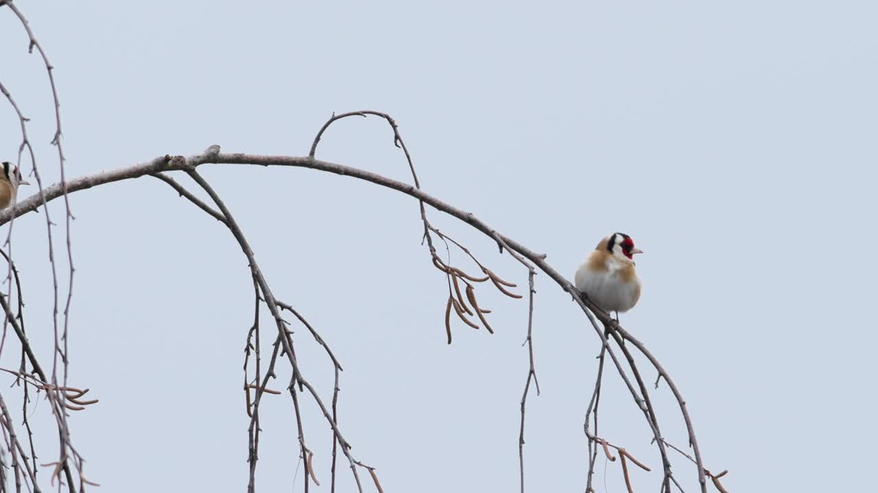 欧洲金翅雀(Carduelis Carduelis)是一群在桦树上觅食的鸟。视频素材