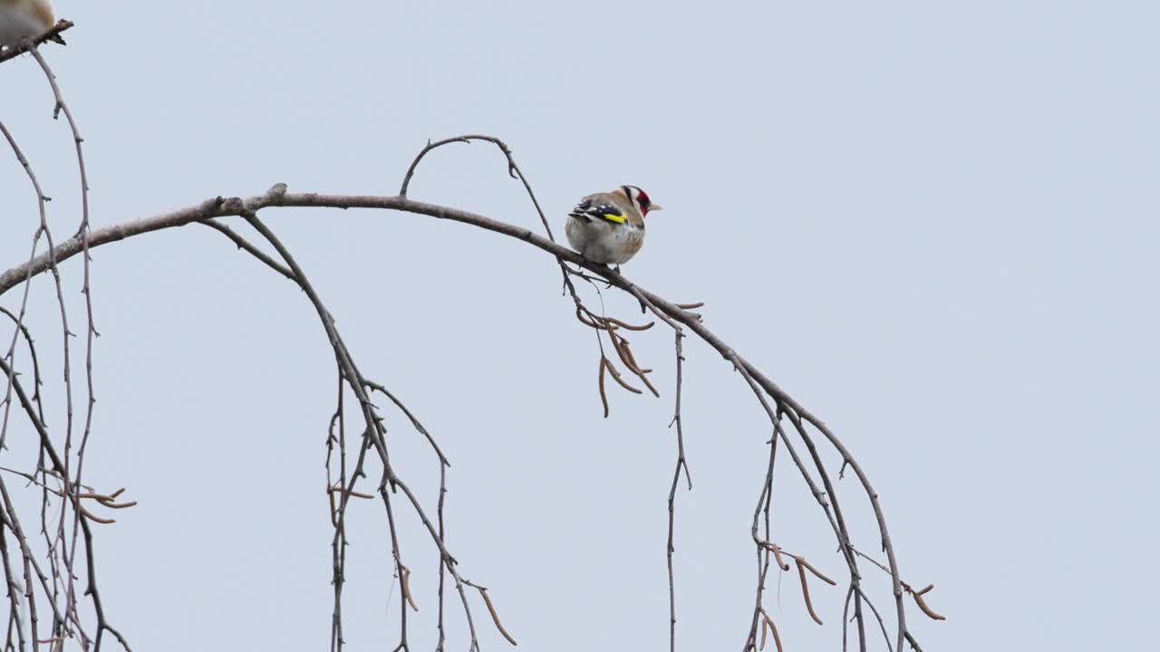 欧洲金翅雀(Carduelis Carduelis)是一群在桦树上觅食的鸟。视频素材