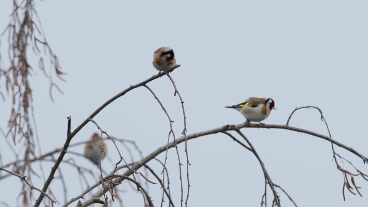 欧洲金翅雀(Carduelis Carduelis)是一群在桦树上觅食的鸟。视频素材