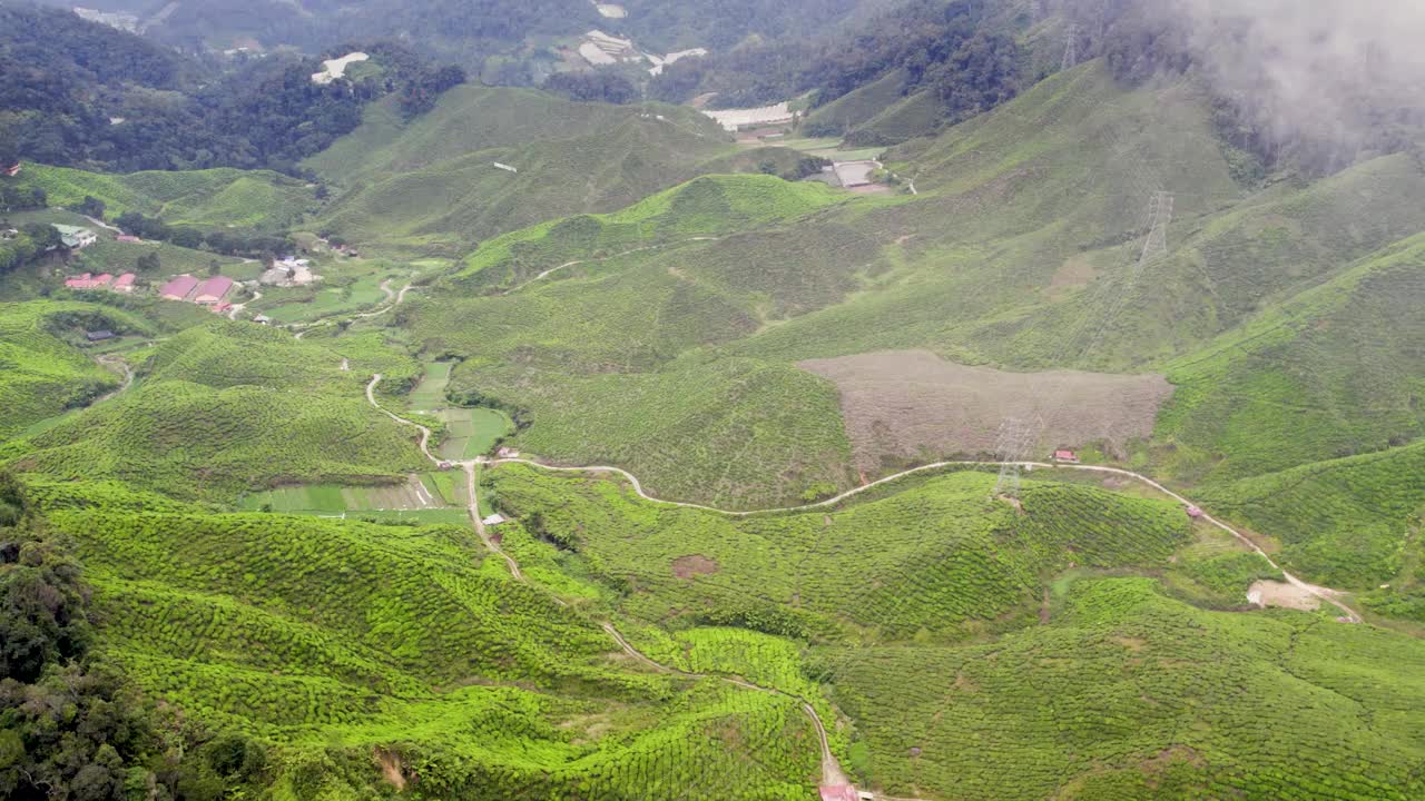 马来西亚山谷中生机勃勃的有机绿茶种植园鸟瞰图。视频素材