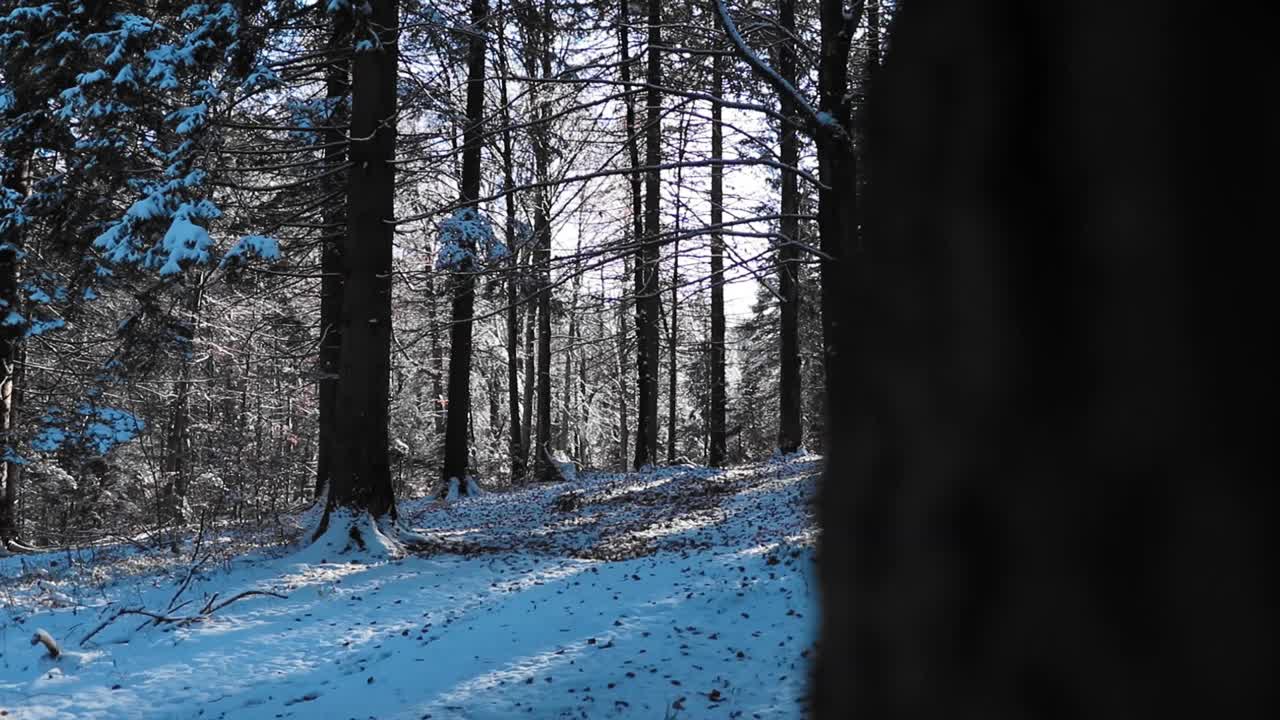 美丽的雪山森林的高清镜头视频素材