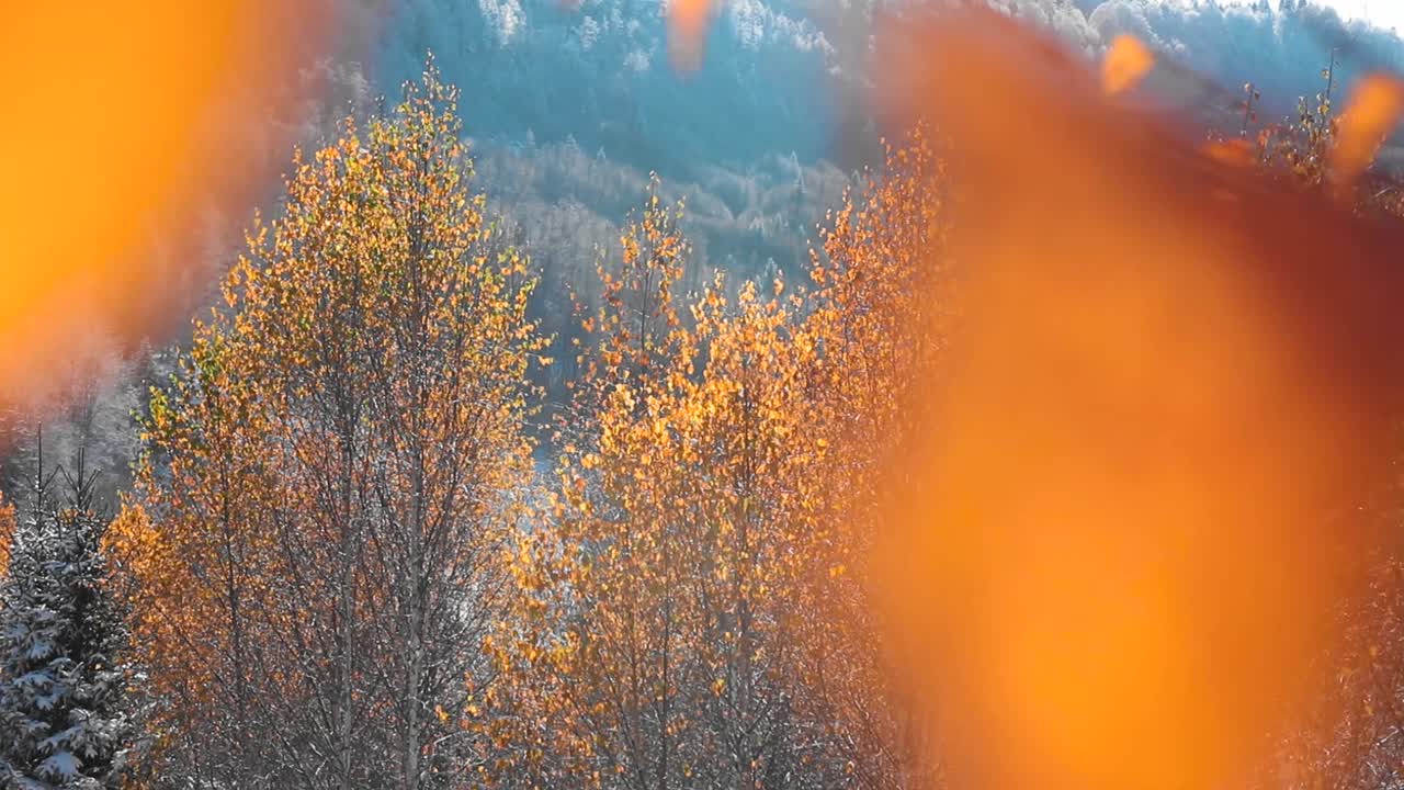 美丽的拍摄在雪山上的树在高清视频素材