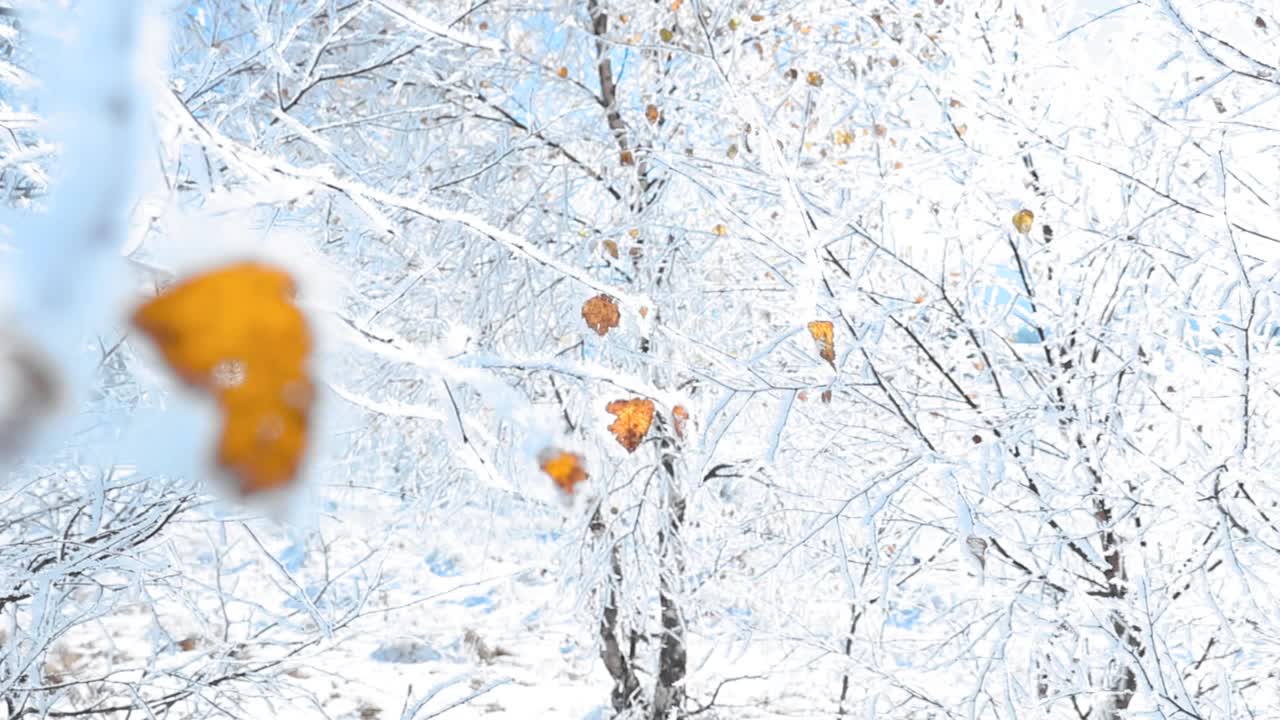 在一个下雪的冬天，在HD中，树枝上覆盖着雪的树叶的美丽景色视频素材