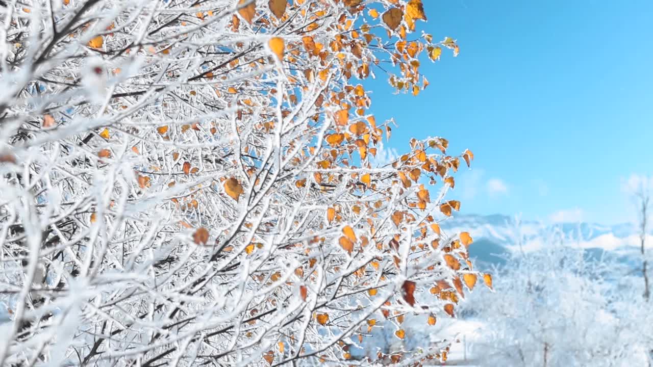 在一个下雪的冬天，在HD中，树枝上覆盖着雪的树叶的美丽景色视频素材