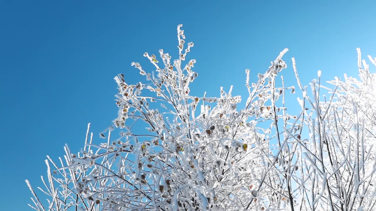 在一个下雪的冬天，树枝被雪覆盖的美丽景色视频素材