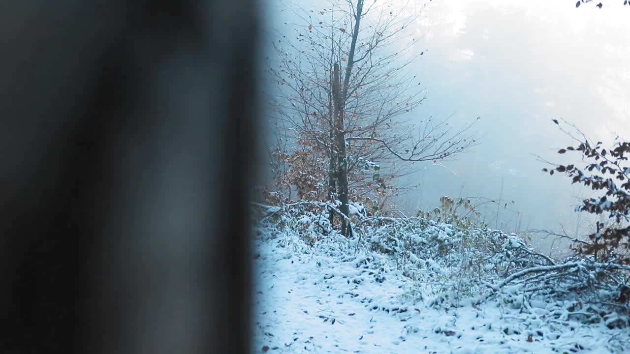 在HD中，树枝上的树叶被雪覆盖的美丽景色视频素材