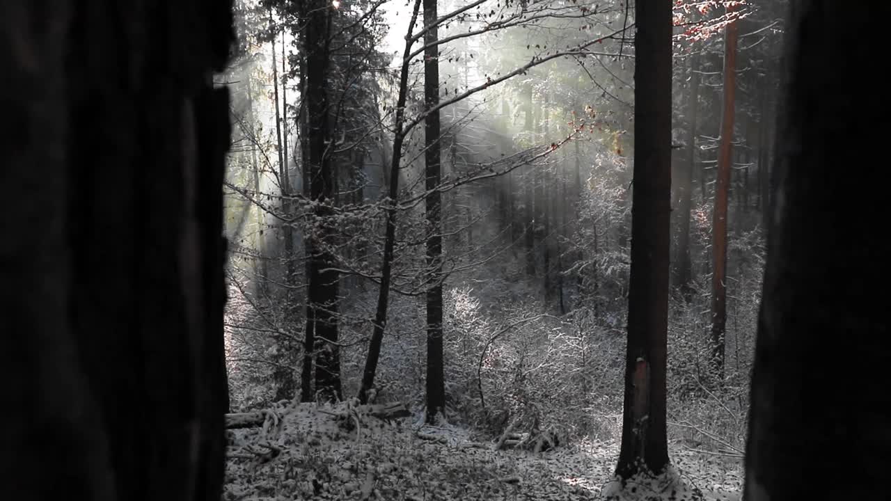 在HD中，阳光透过树叶照射在覆盖着雪的森林的树枝上视频素材