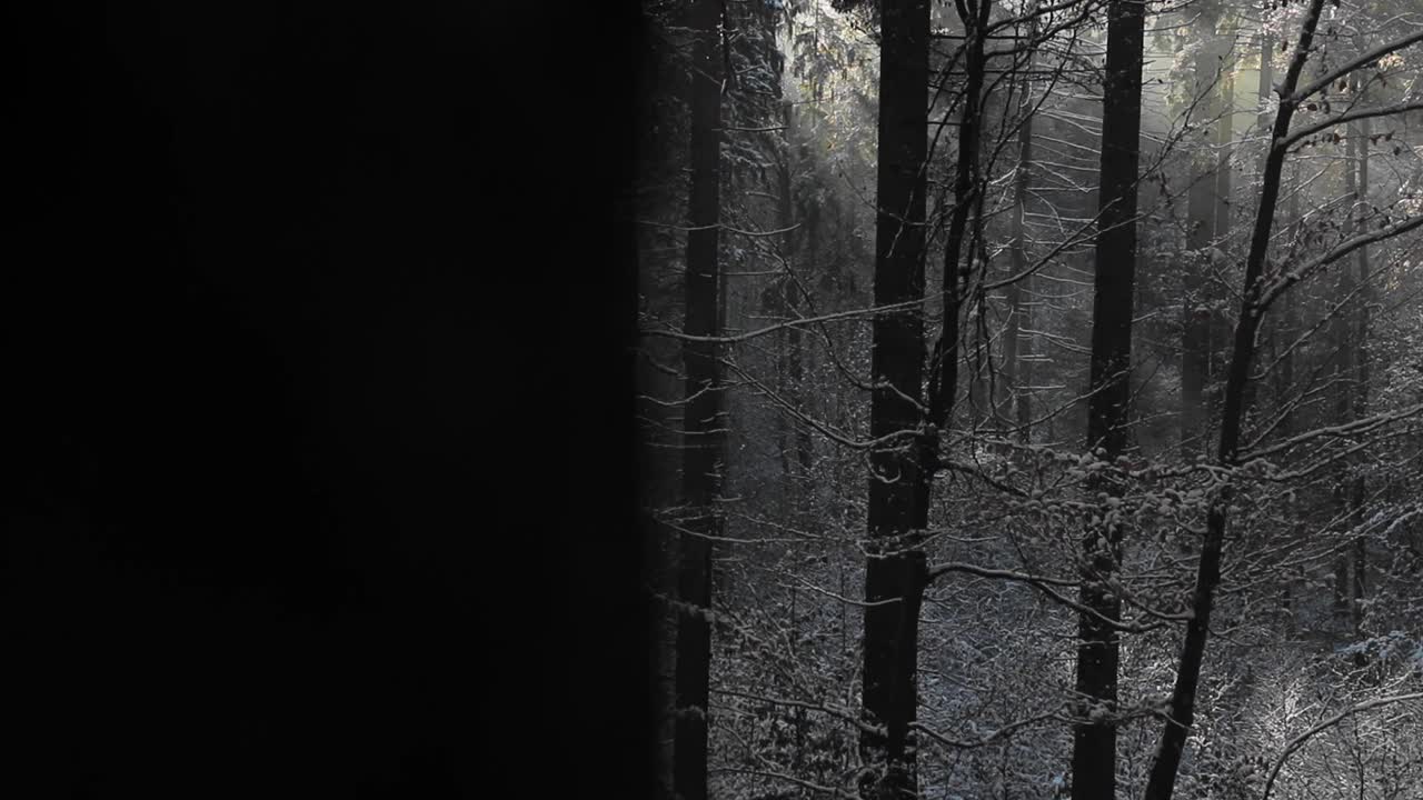 在HD中，阳光透过树叶照射在覆盖着雪的森林的树枝上视频素材