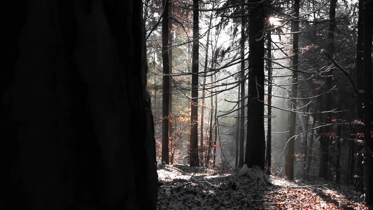 在HD中，阳光透过树叶照射在覆盖着雪的森林的树枝上视频素材