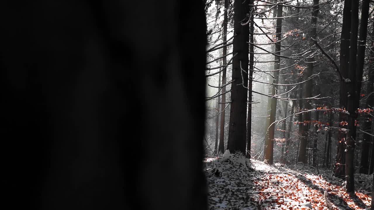 在HD中，阳光透过树叶照射在覆盖着雪的森林的树枝上视频素材