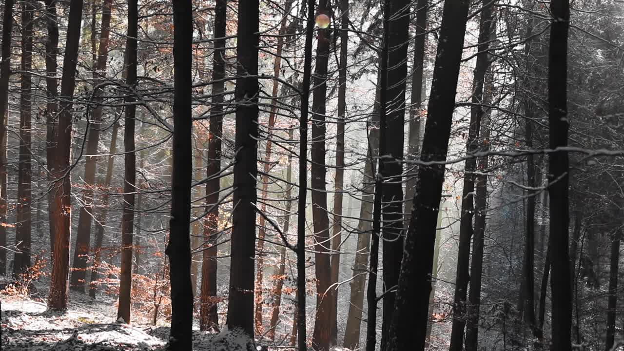 在HD中，阳光透过树叶照射在覆盖着雪的森林的树枝上视频素材