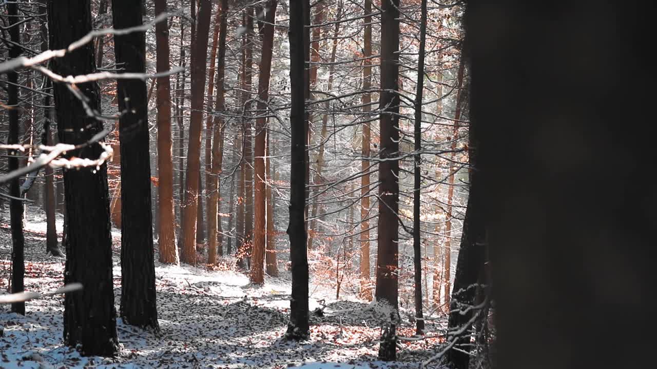 在HD中，阳光透过树叶照射在覆盖着雪的森林的树枝上视频素材