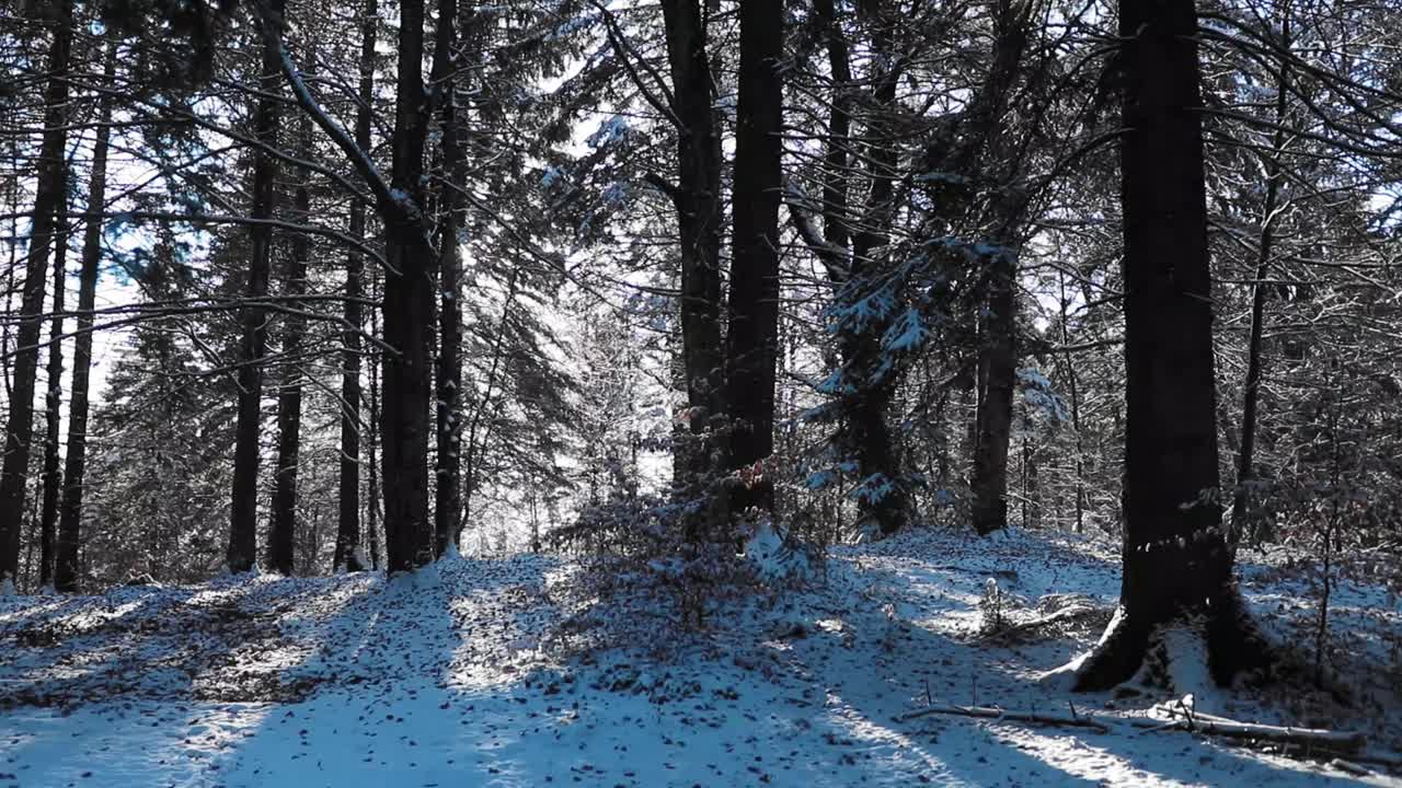 在HD中，阳光透过树叶照射在覆盖着雪的森林的树枝上视频素材