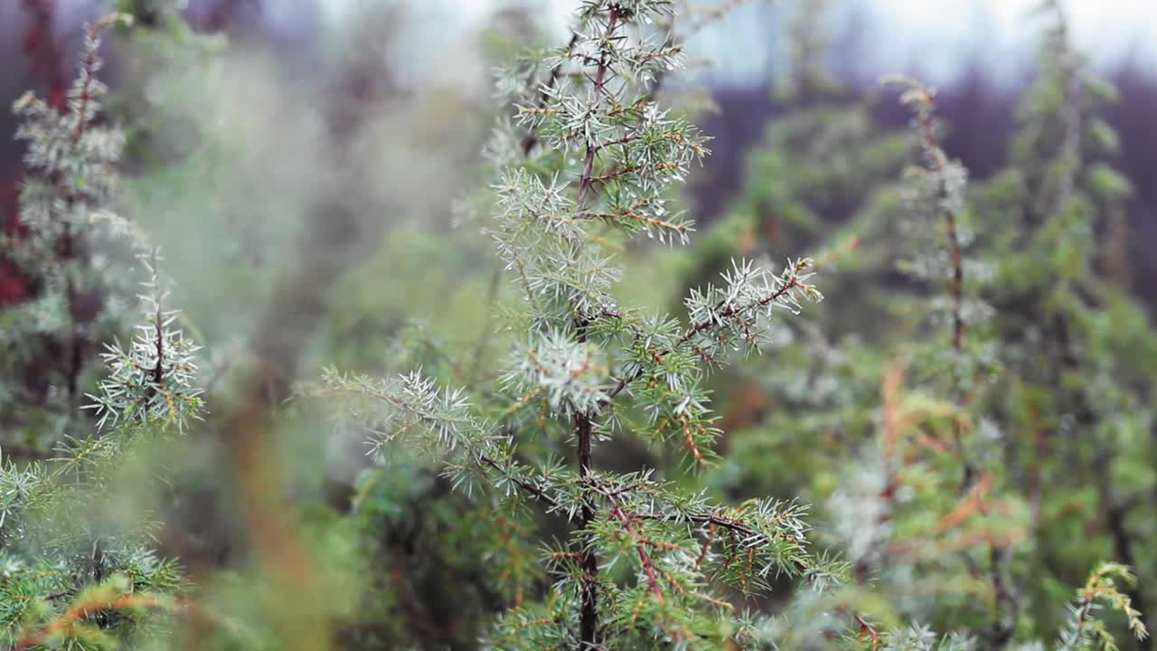 特写镜头的丰富郁郁葱葱的多刺树树叶在森林在高清视频素材