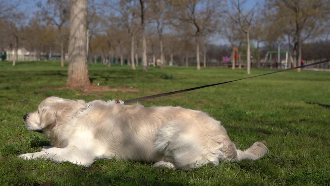 一名白人女性在公园里和她的金毛猎犬一起散步和玩耍视频素材