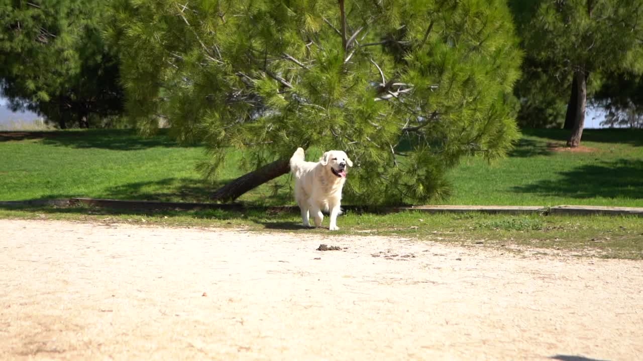 一名白人女性在公园里用慢动作和她的金毛猎犬玩耍——新常态概念视频素材