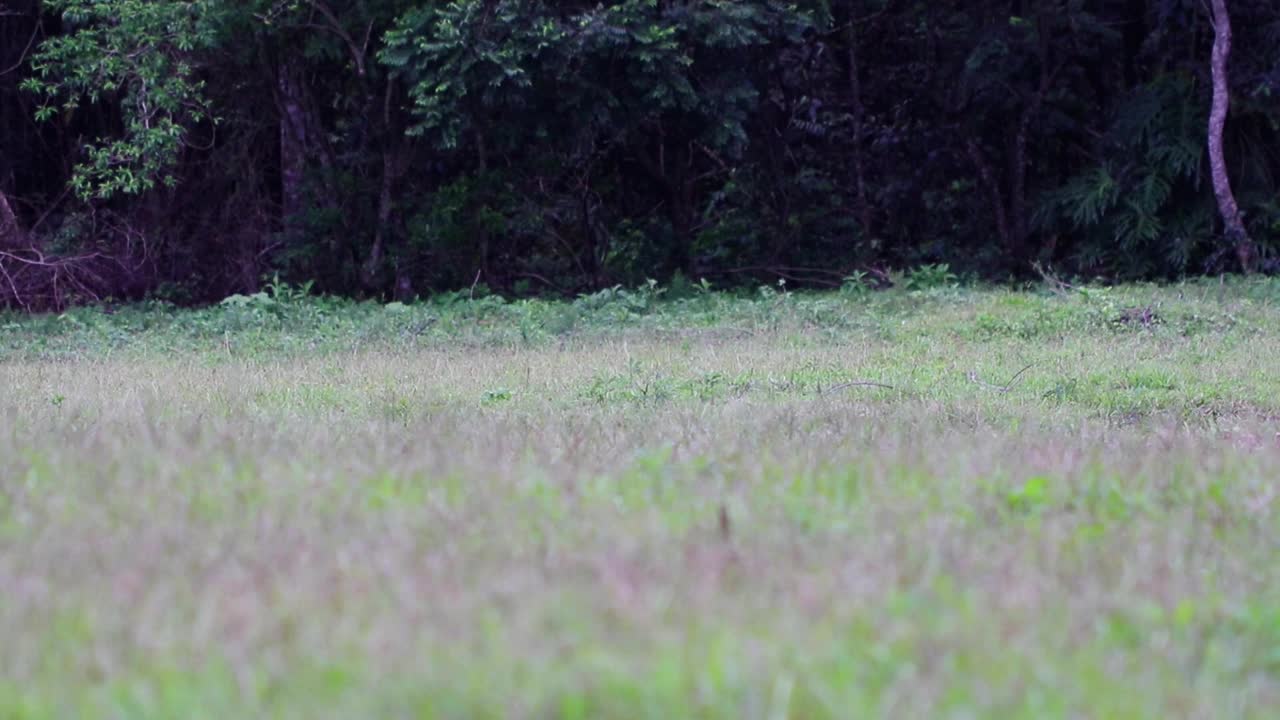 在牧场上散步的奶牛视频素材